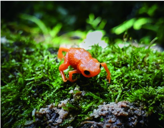 World’s smallest frog can’t jump at all!